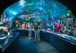 Ripley's Aquarium